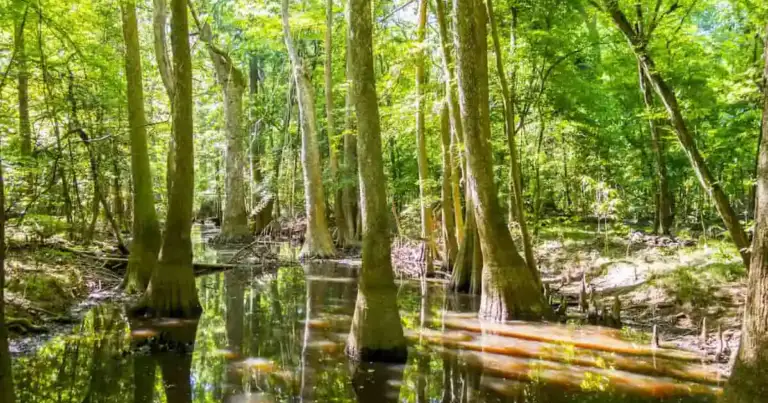 Parque Nacional Congaree, la joya escondida en el centro de Carolina del Sur