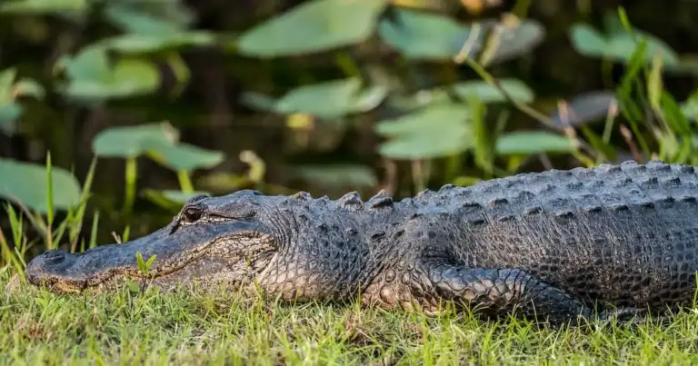 Diferencia entre cocodrilo y caiman
