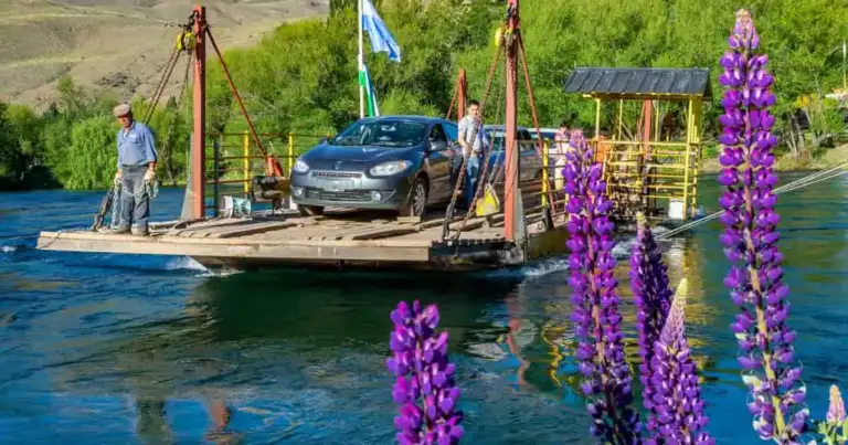 Auto transportado en balsa sobre río, con flores púrpura en primer plano