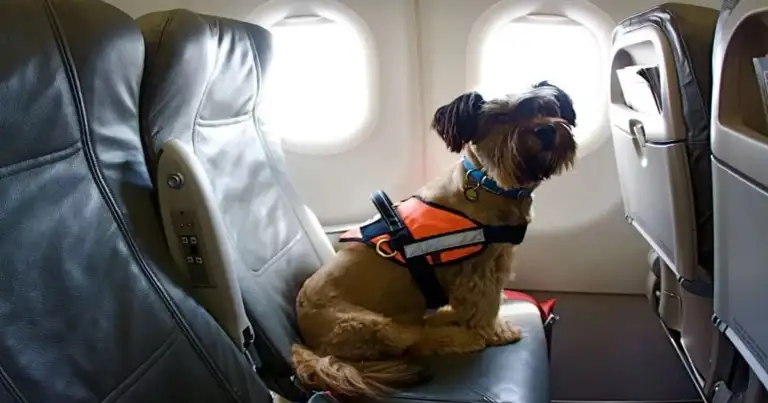 volar con mascotas flybondi