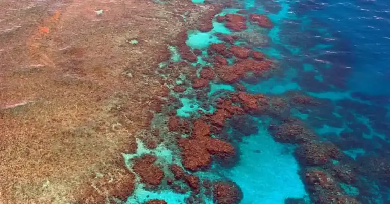 gran barrera de coral