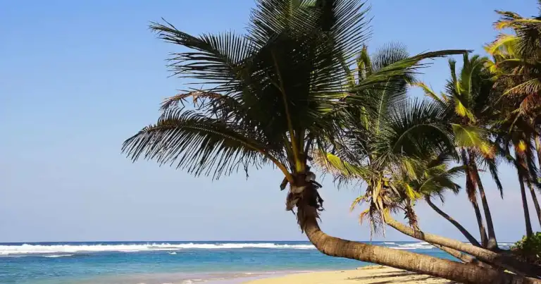 vuelos punta cana rosario y tucuman