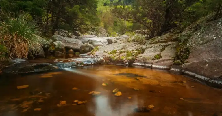 Arroyo forestal con rocas, agua marrón y árboles frondosos en penumbra