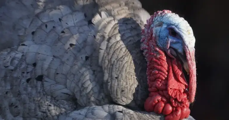 que es el indulto del pavo