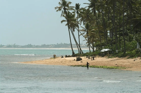 Playa natural con palmeras altas, vegetación tropical y personas disfrutando del paisaje.