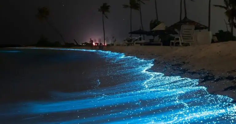 qué es la bioluminiscencia