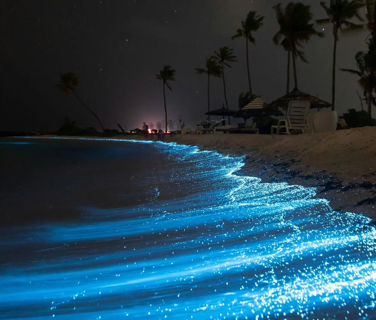 qué es la bioluminiscencia