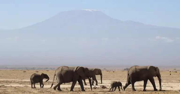 safaris en africa