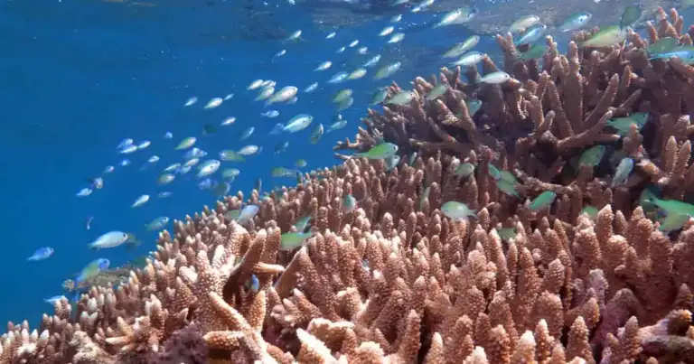 gran barrera de coral australia