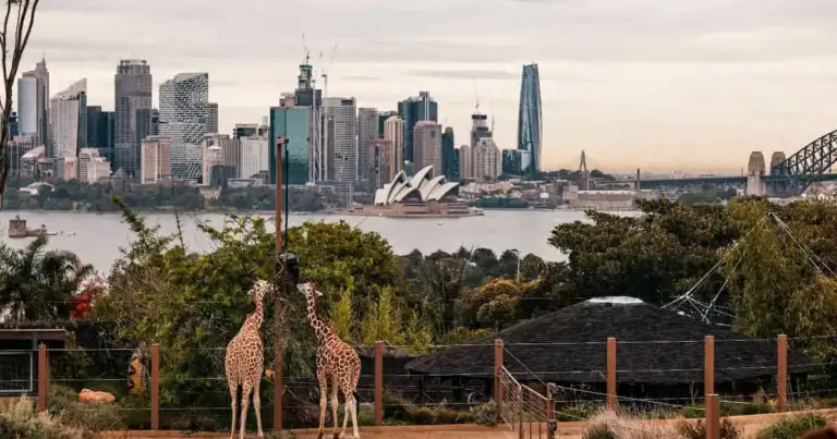 taronga zoo zoologico de sydney