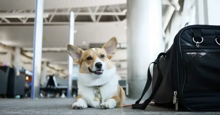 traslado de mascotas en las aerolineas