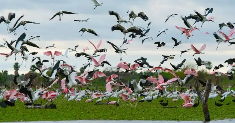 Aves en vuelo sobre humedales del Bañado La Estrella, parte de la Travesía Capricornio en Formosa.