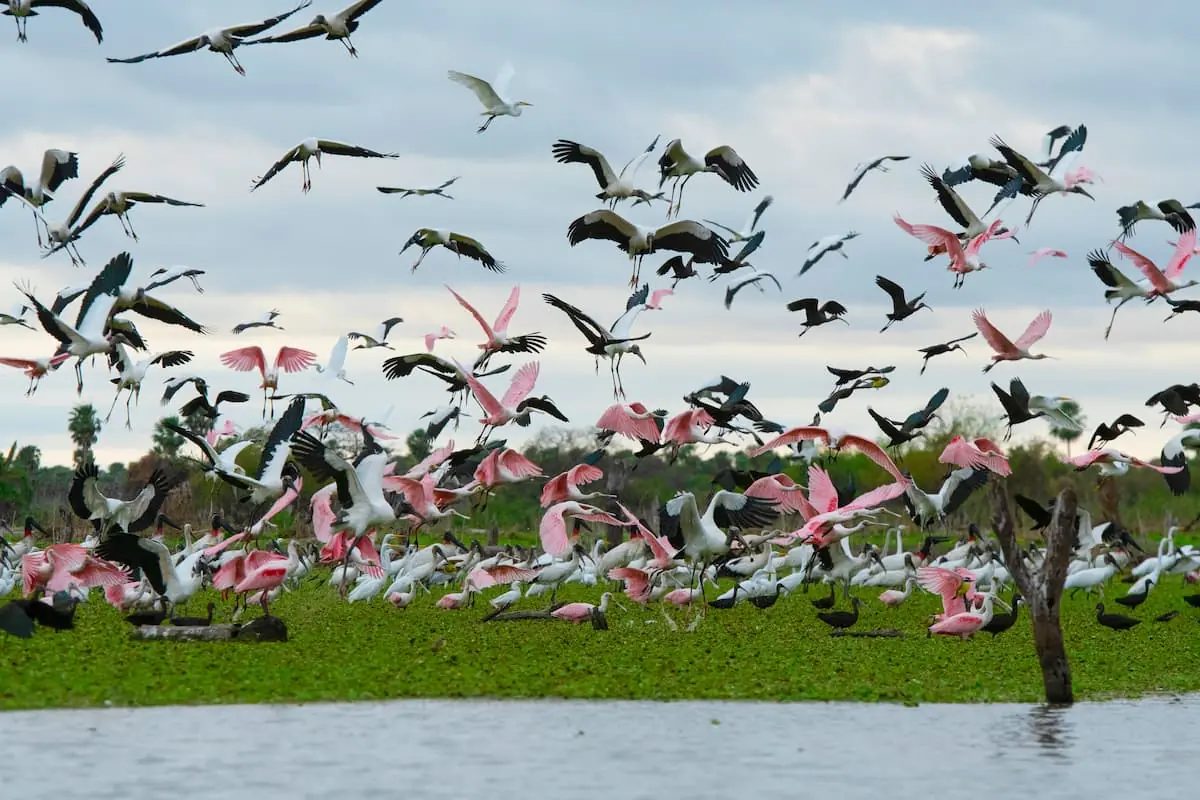 Aves en vuelo sobre humedales del Bañado La Estrella, parte de la Travesía Capricornio en Formosa.