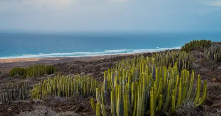 Paisaje costero de Cabo Verde con cactus, montañas áridas y el océano Atlántico al fondo.