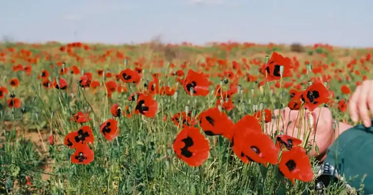 Campo de amapolas rojas en plena floración, un paisaje ideal para una escapada de turismo de flores en 2026.
