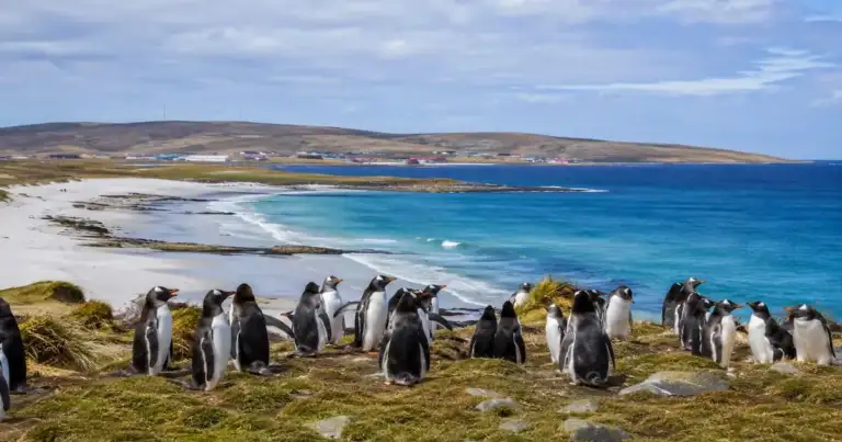 colonia de pingüinos en las costas de las islas malvinas, al sur de Argentina