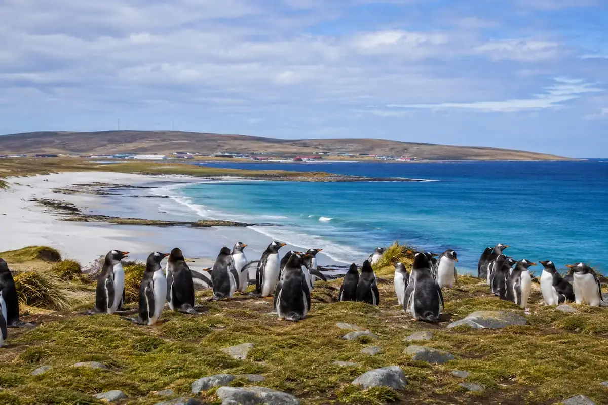 colonia de pingüinos en las costas de las islas malvinas, al sur de Argentina