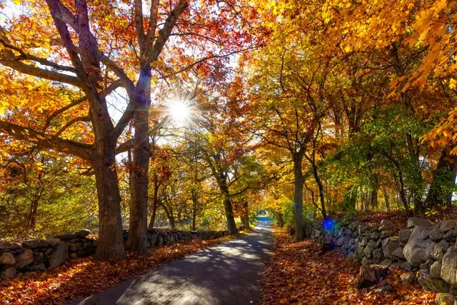 Camino rural de Nueva Inglaterra en otoño, rodeado de árboles con hojas naranjas, amarillas y rojas.