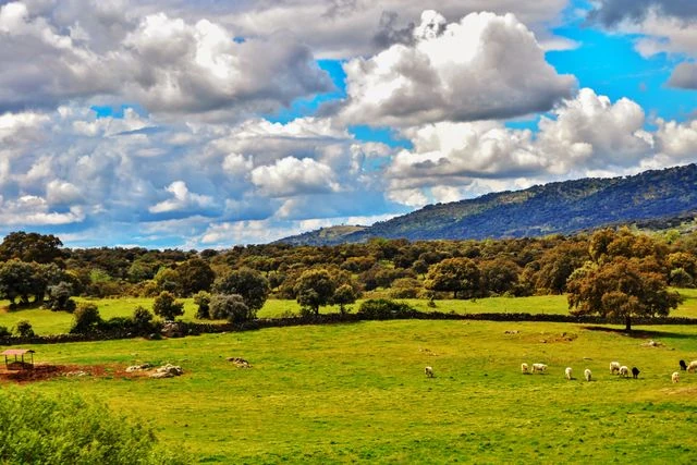 Dehesa de Extremadura, paisaje clave en la ruta del jamón ibérico en España