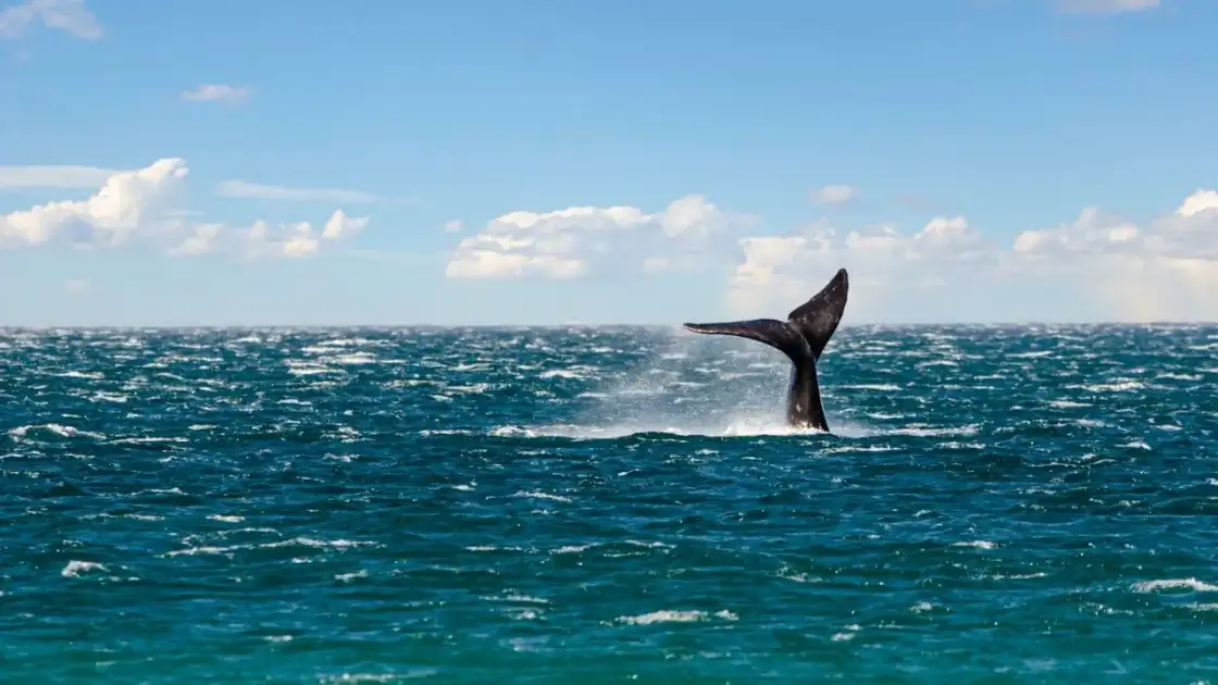 Cola de una ballena sobre el mar durante un avistaje en la zona de Puerto Madryn, Chubut