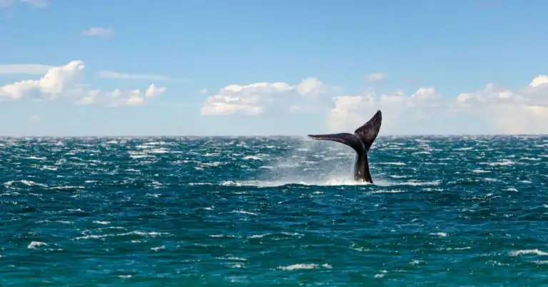 Cola de una ballena sobre el mar durante un avistaje en la zona de Puerto Madryn, Chubut