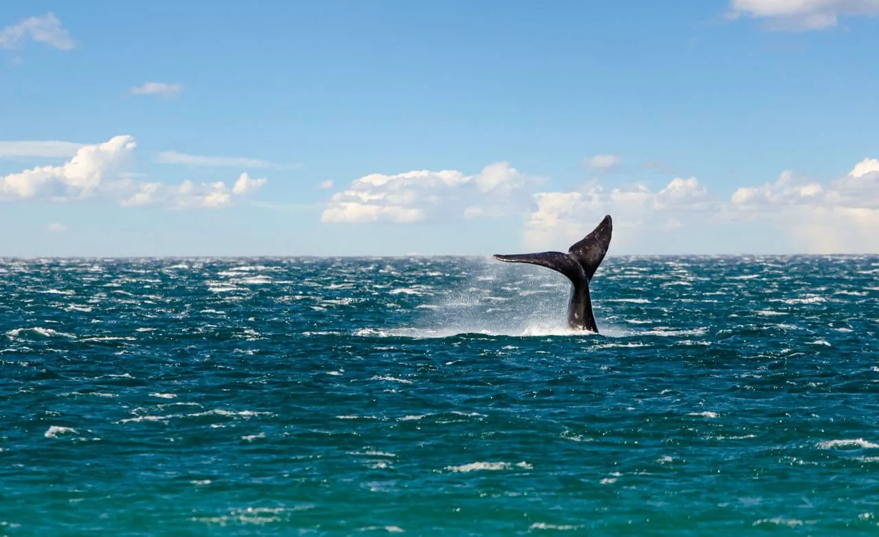 Cola de una ballena sobre el mar durante un avistaje en la zona de Puerto Madryn, Chubut
