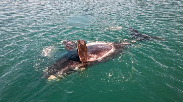 Ballenas francas australes cerca de Puerto Madryn Ballenas francas australes nadan en las aguas cercanas a Puerto Madryn, en Chubut, Patagonia argentina